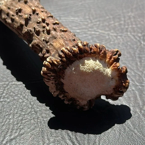 Dear antler shedding, real authentic display - Picture 5 of 7